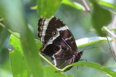 Morpho helenor