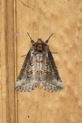 Ceranemota improvisa