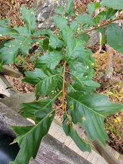Quercus montana