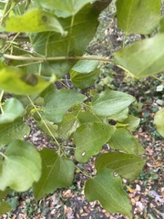Smilax lasioneura