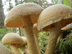 Gymnopilus ventricosus