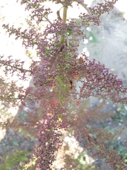 Dysphania graveolens