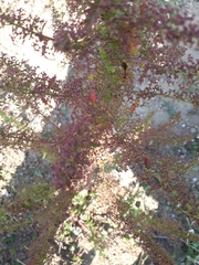 Dysphania graveolens