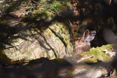 Lepus americanus