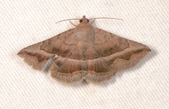 Lesmone griseipennis