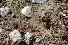 Pogonomyrmex californicus