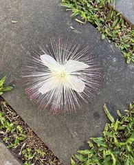 Barringtonia asiatica