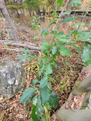 Quercus montana