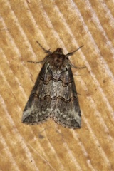 Ceranemota improvisa