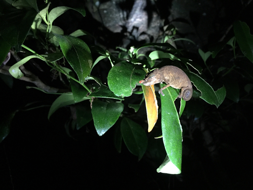 Lance-nosed chameleon, Calumma gallus