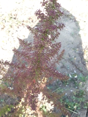 Dysphania graveolens