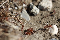 Pogonomyrmex californicus