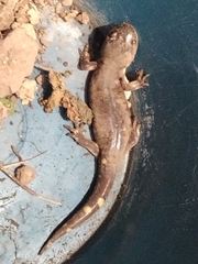 Ambystoma velasci
