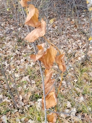 Smilax lasioneura