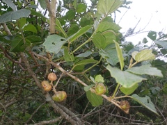 Cordia caffra