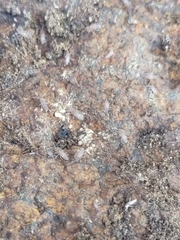 Entomobrya unostrigata