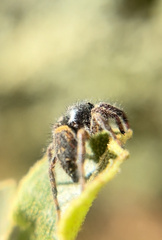Phidippus johnsoni