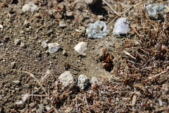 Pogonomyrmex californicus