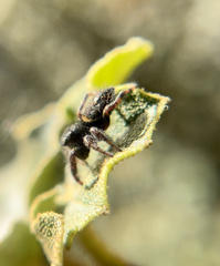 Phidippus johnsoni