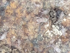 Entomobrya unostrigata