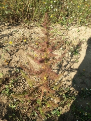 Dysphania graveolens