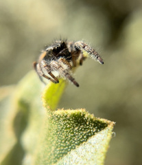 Phidippus johnsoni