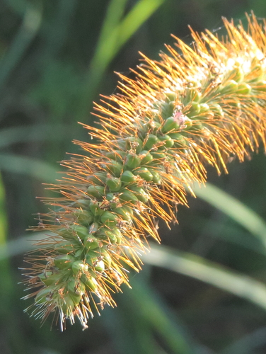 Yellow foxtail (Setaria pumila)