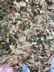 Phalaris arundinacea