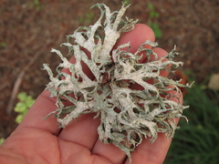 Evernia prunastri