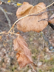 Smilax lasioneura