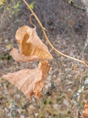 Smilax lasioneura