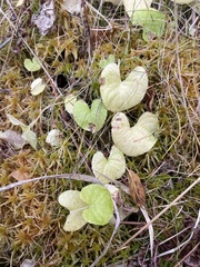 Viola nephrophylla