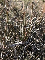 Ephedra trifurca