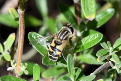 Helophilus latifrons