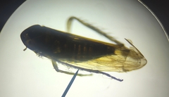 Cicadellidae
