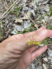 Solidago radula