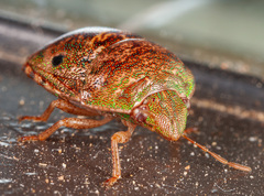 Diolcus chrysorrhoeus