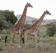 Giraffa camelopardalis tippelskirchi