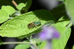 Agapostemon