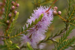 Melaleuca decussata