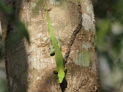 Phelsuma kochi