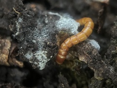 Tenebrio molitor