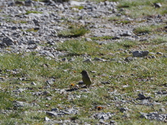 Carduelis citrinella