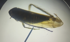 Cicadellidae