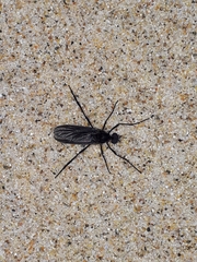 Penthetria heteroptera