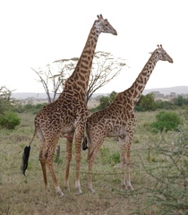 Giraffa camelopardalis tippelskirchi