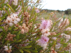 Melaleuca decussata