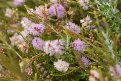 Melaleuca decussata