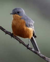 Melaenornis semipartitus