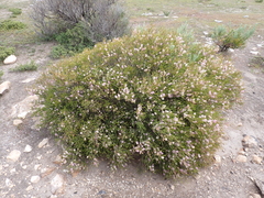 Melaleuca decussata